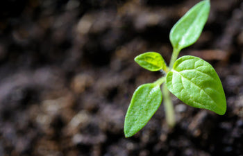 The Benefits and Safety of Butterbur Root Extract